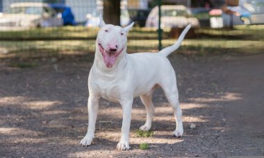 บูล เทอร์เรีย (Bull Terrier)