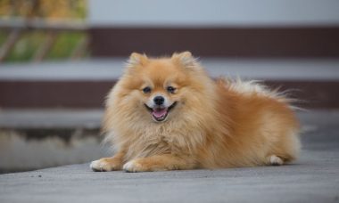 ปอมเมอเรเนียน(Pomeranian)