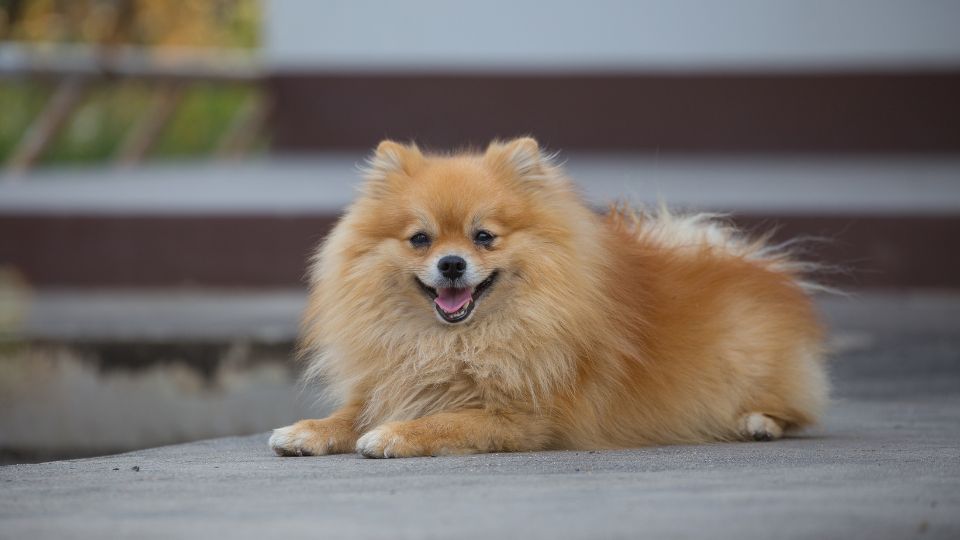 ปอมเมอเรเนียน(Pomeranian)