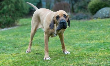 ฟิลา บราซิลเลโร (Fila Brasileiro)