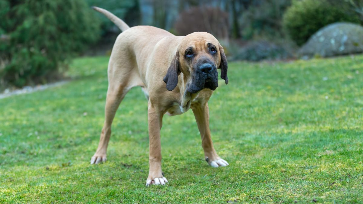 ฟิลา บราซิลเลโร (Fila Brasileiro)