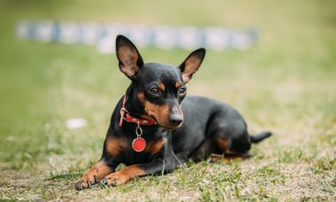 มินิเจอร์ พินเชอร์(Miniature Pinscher)