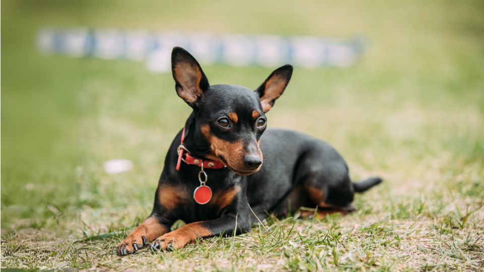 มินิเจอร์ พินเชอร์(Miniature Pinscher)