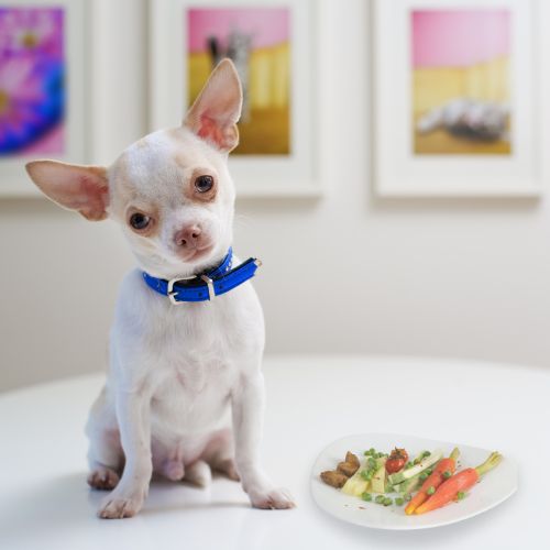 สุนัขพันธุ์ชิวาวา (Chihuahua)