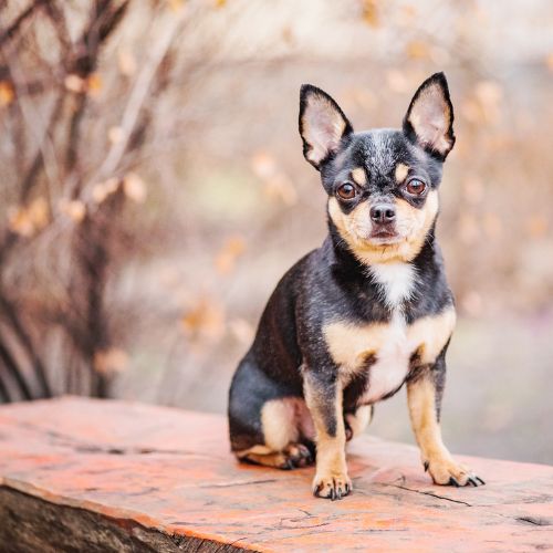 สุนัขพันธุ์ชิวาวา (Chihuahua)