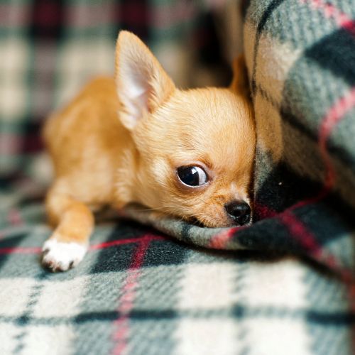 สุนัขพันธุ์ชิวาวา (Chihuahua)10