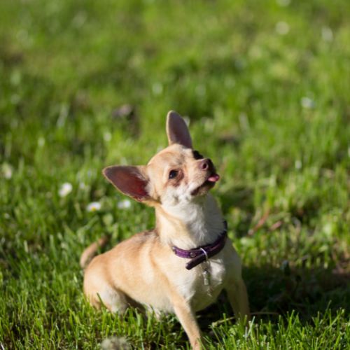 สุนัขพันธุ์ชิวาวา (Chihuahua)