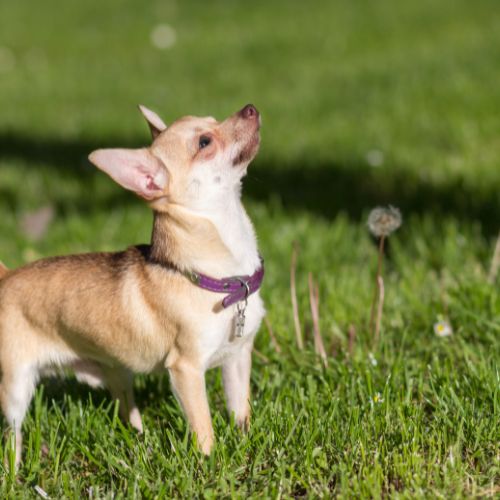 สุนัขพันธุ์ชิวาวา (Chihuahua)
