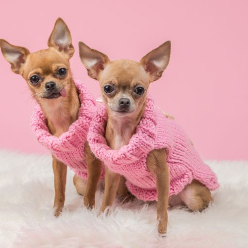 สุนัขพันธุ์ชิวาวา (Chihuahua)