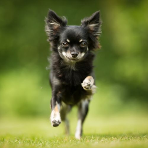 สุนัขพันธุ์ชิวาวา (Chihuahua)