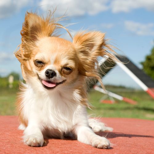 สุนัขพันธุ์ชิวาวา (Chihuahua)10