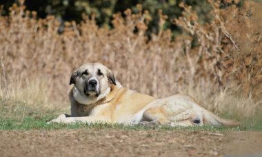 สเปนิช มาสทิฟฟ์(Spanish Mastiff)
