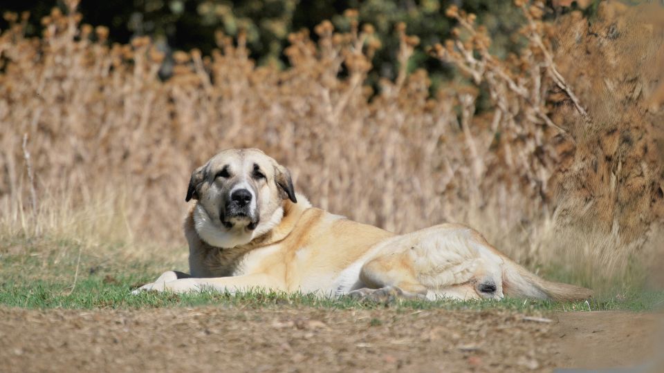 สเปนิช มาสทิฟฟ์(Spanish Mastiff)