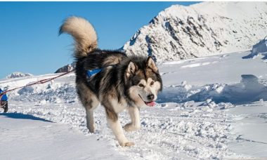 อะลาสกัน มาลามิวต์(Alaskan Malamute)