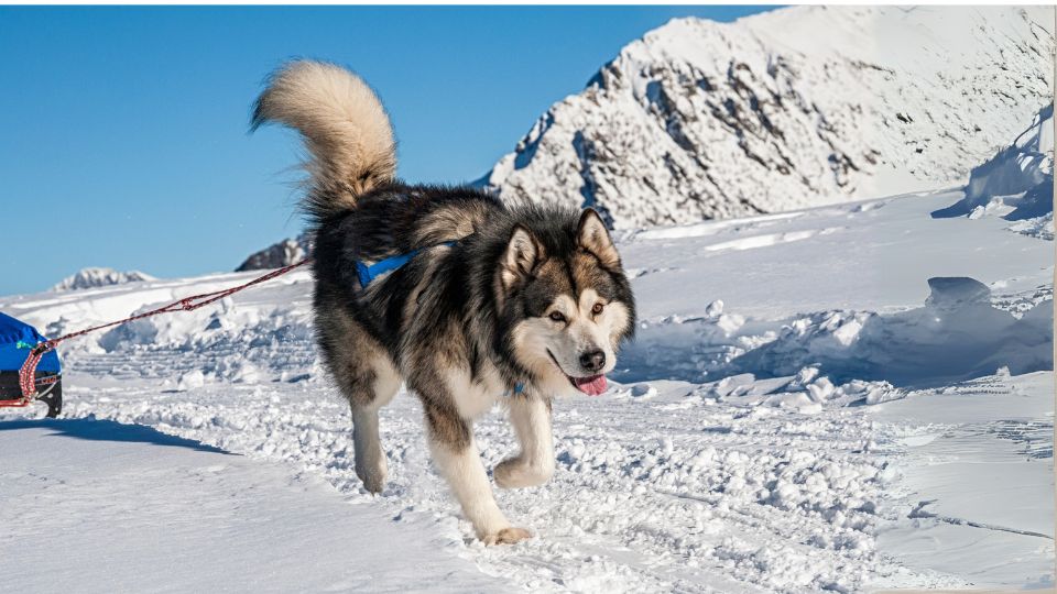อะลาสกัน มาลามิวต์(Alaskan Malamute)