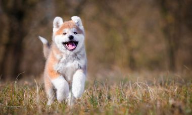 อาคิตะ(Akita)