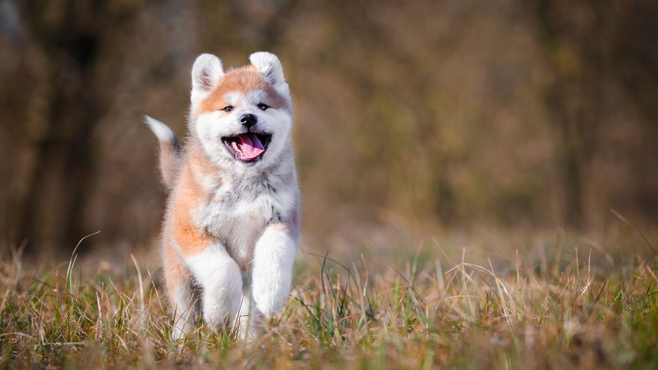 อาคิตะ(Akita)