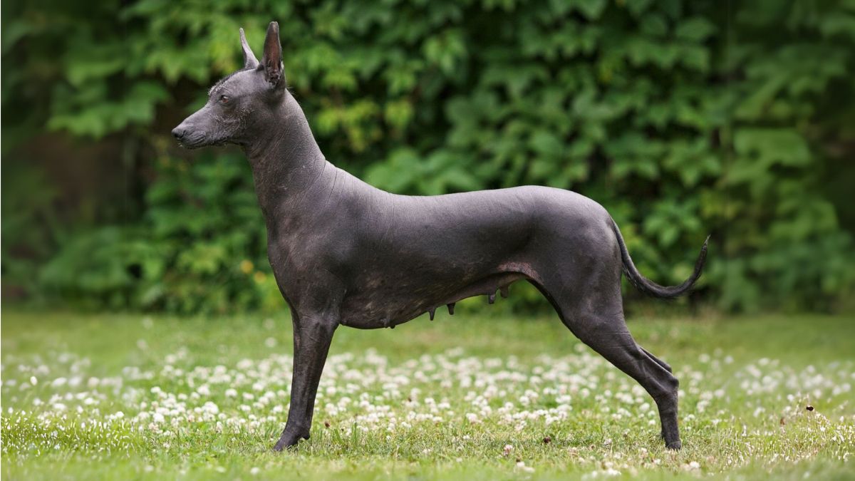 อาร์เจนไทน์ ปิล่า (Argentine Pila)