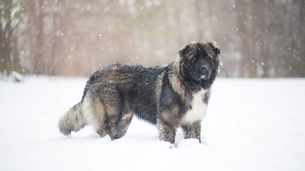 คอเคเซียน เชพเพิร์ด (Caucasian Shepherd)