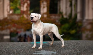 อเมริกัน บูลด็อก (American Bulldog)