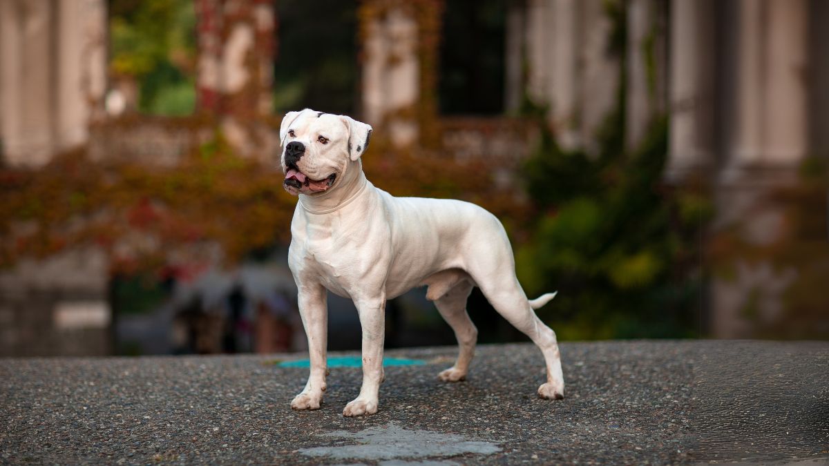 อเมริกัน บูลด็อก (American Bulldog)
