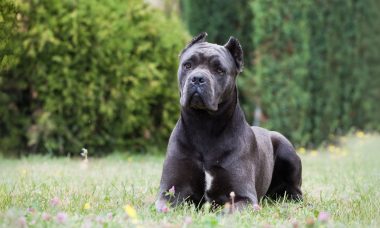 เคน คอร์โซ (Cane Corso)