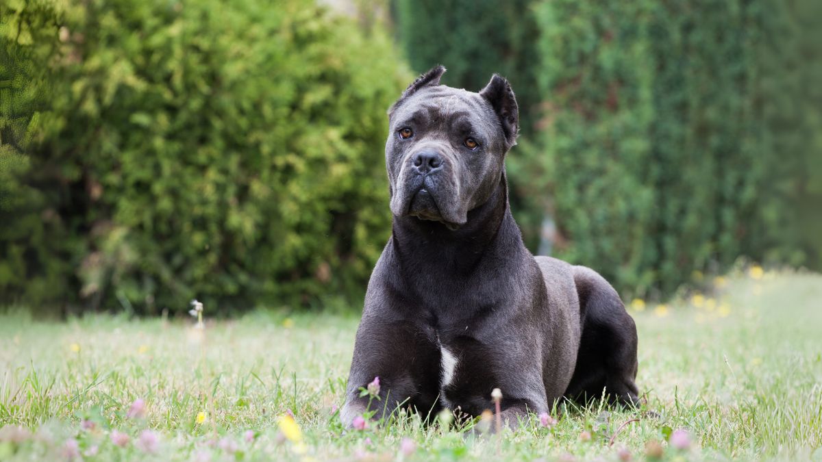 เคน คอร์โซ (Cane Corso)