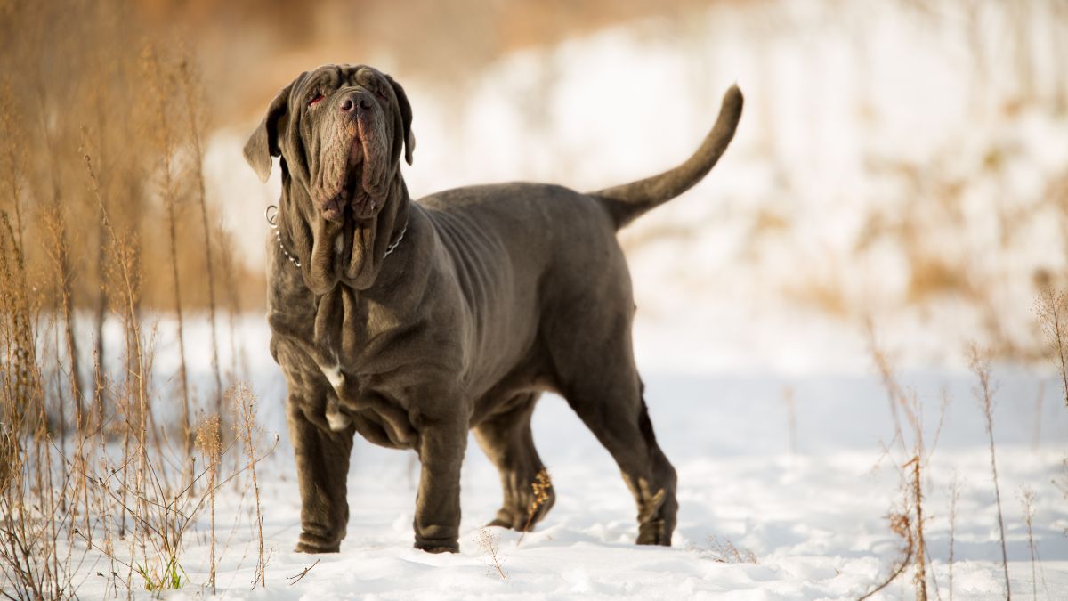 เนโพลิทัน มาสทิฟฟ์ (Neapolitan Mastiff)