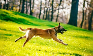 เบลเจียน มาลีนอยส์ (Belgian Malinois)