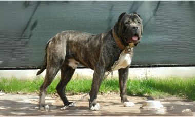 เปรซา คานาริโอ (Perro de Presa Canario)