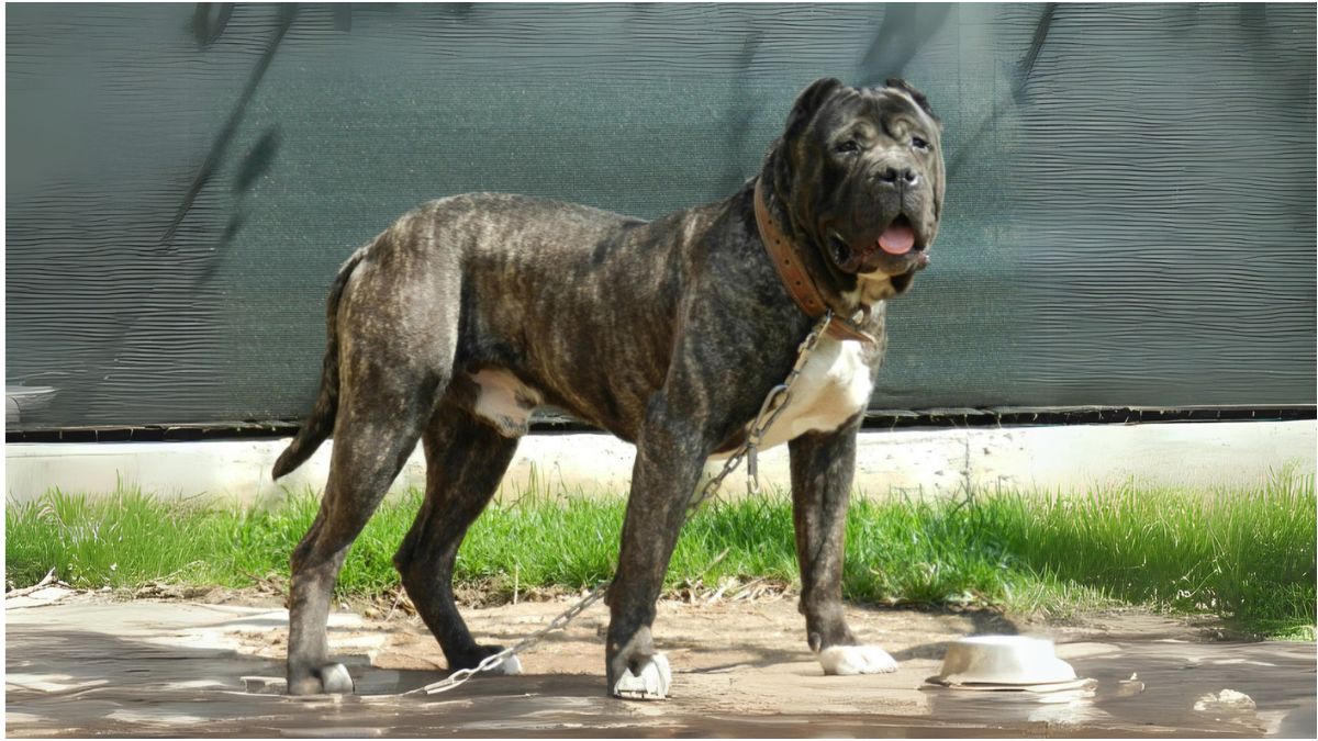 เปรซา คานาริโอ (Perro de Presa Canario)