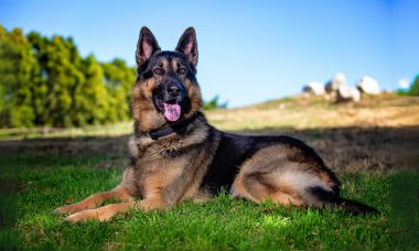 เยอรมัน เชพเพิร์ด (German Shepherd)