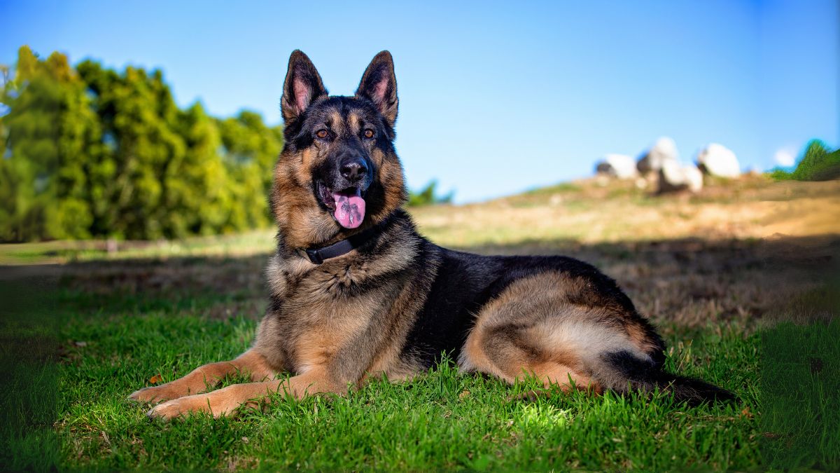 เยอรมัน เชพเพิร์ด (German Shepherd)
