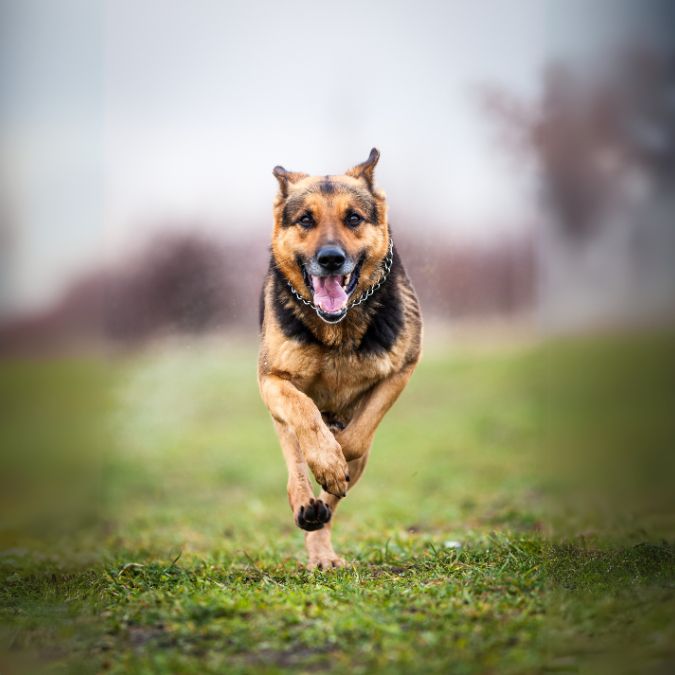 เยอรมัน เชพเพิร์ด (German Shepherd)