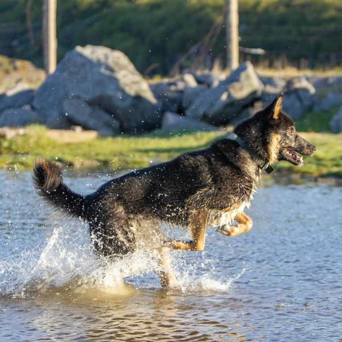 เยอรมัน เชพเพิร์ด (German Shepherd)