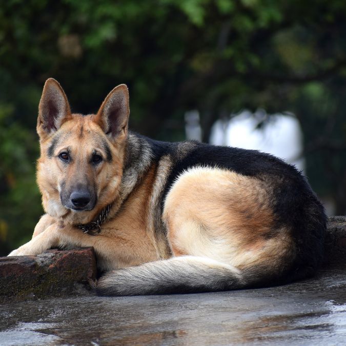 เยอรมัน เชพเพิร์ด (German Shepherd)