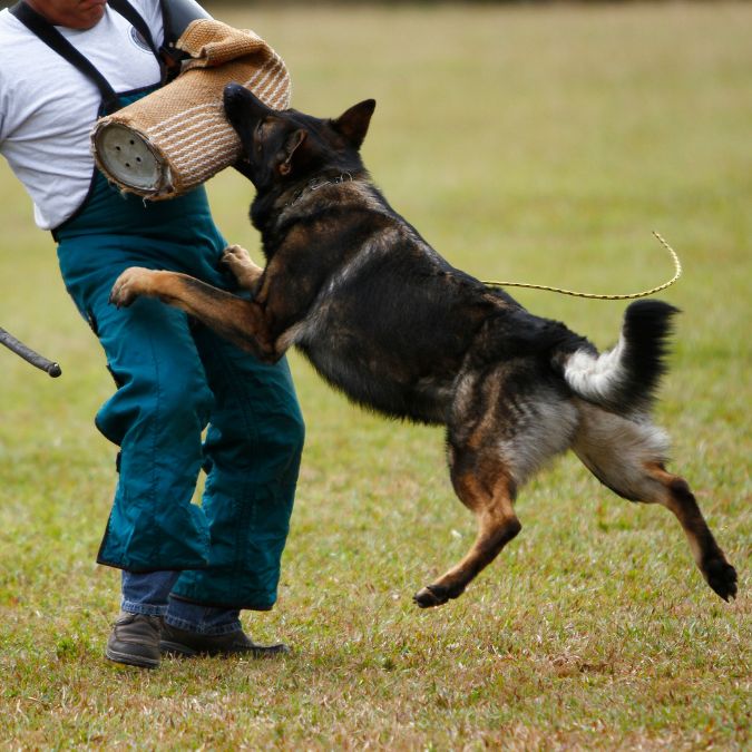 เยอรมัน เชพเพิร์ด (German Shepherd)