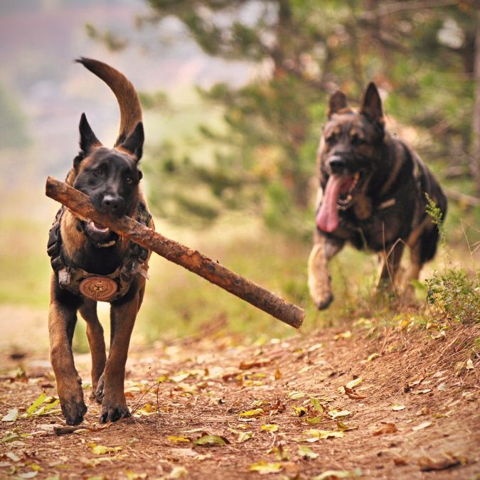 เยอรมัน เชพเพิร์ด (German Shepherd)