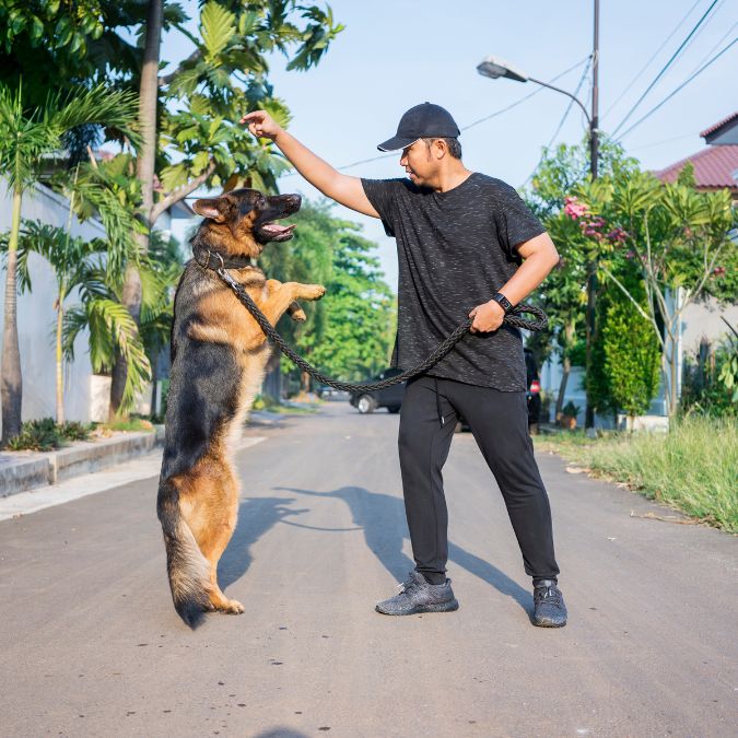 เยอรมัน เชพเพิร์ด (German Shepherd)