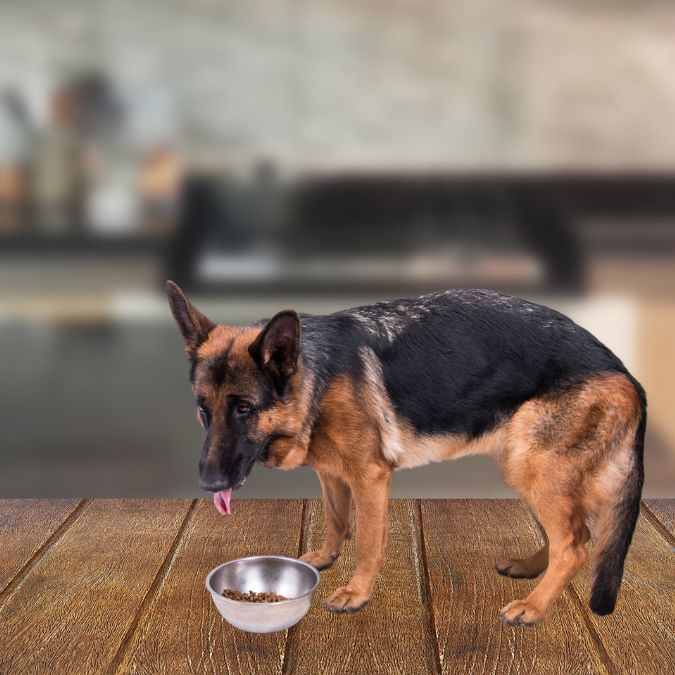 เยอรมัน เชพเพิร์ด (German Shepherd)