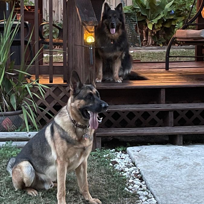 เยอรมัน เชพเพิร์ด (German Shepherd)