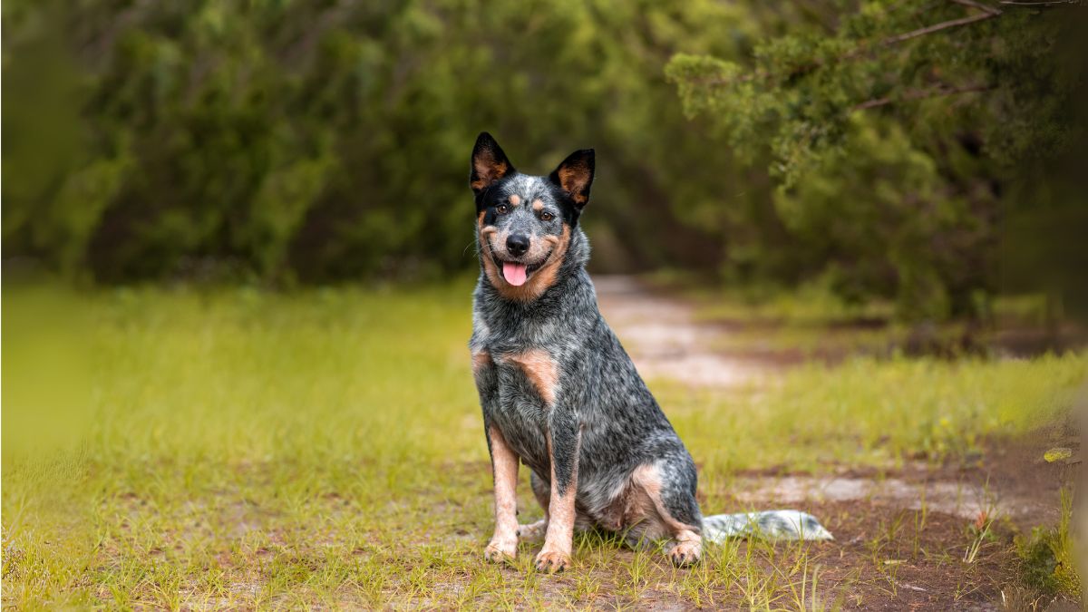 แคตเทิล ด็อก (Cattle Dog)