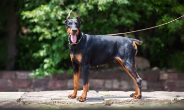 โดเบอร์แมน พินเชอร์ (Doberman Pinscher)