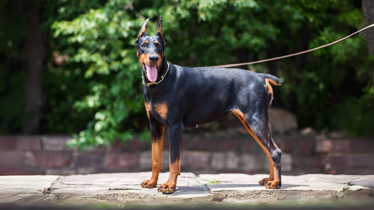 โดเบอร์แมน พินเชอร์ (Doberman Pinscher)