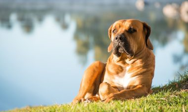บเออร์โบเอล (Boerboel)