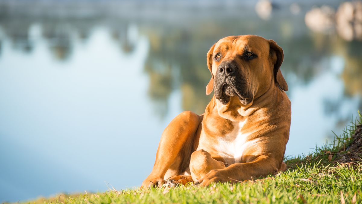บเออร์โบเอล (Boerboel)