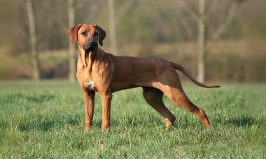 rhodesian-ridgeback10