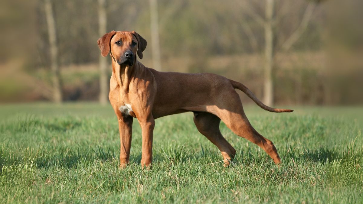 rhodesian-ridgeback10