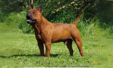ไชนิส ชงช์(Chinese Chongqing Dog)