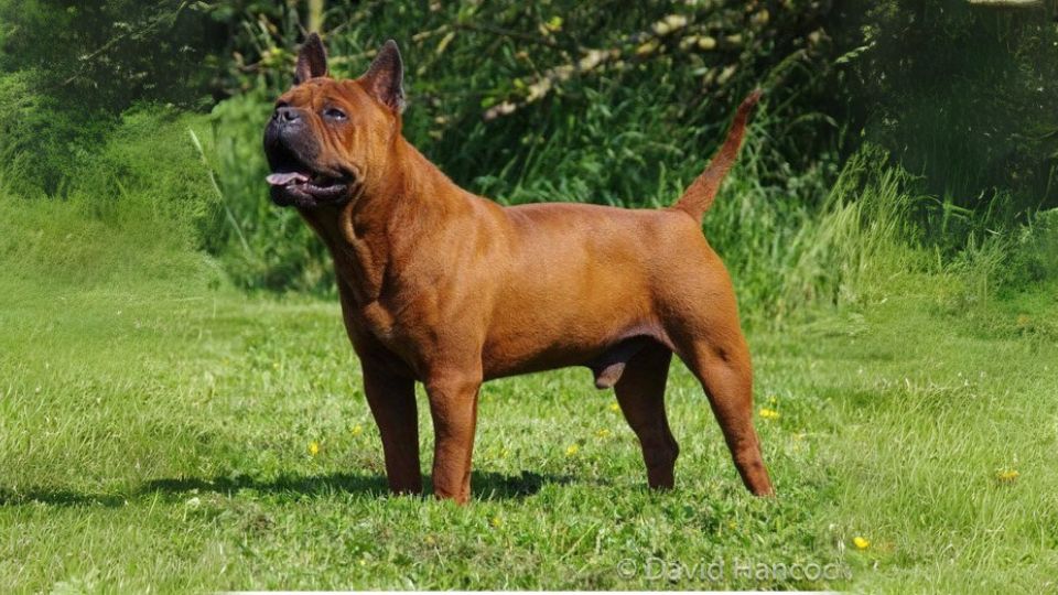 ไชนิส ชงช์(Chinese Chongqing Dog)